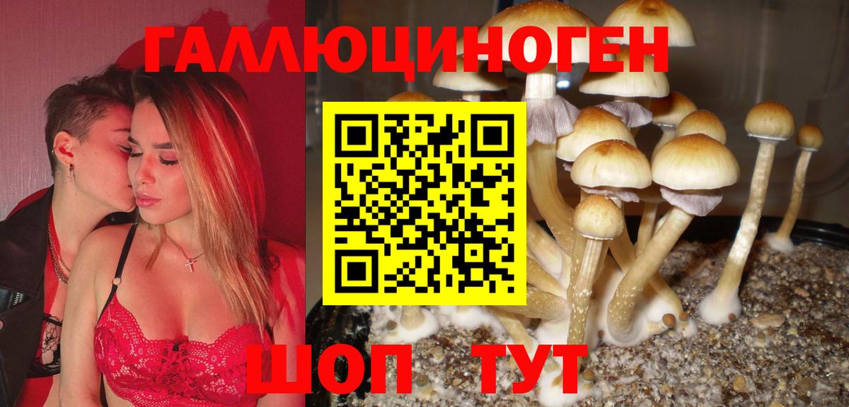 Галлюциногенные грибы Psilocybine cubensis Аксай